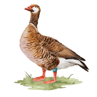 Goose