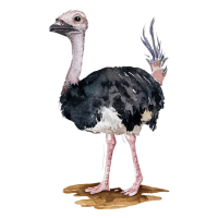 Ostrich